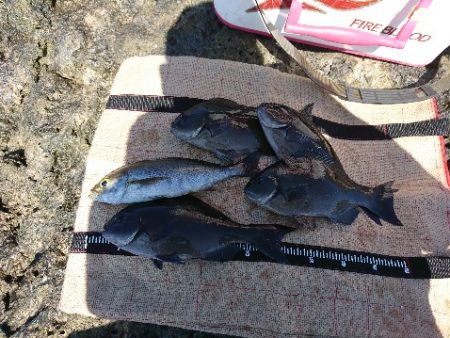 須江でグレ釣り