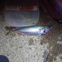 タチウオ、青物狙いが青物(サバ)、青物(アジ)、青物(ハマチ)