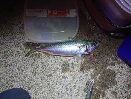 タチウオ、青物狙いが青物(サバ)、青物(アジ)、青物(ハマチ)