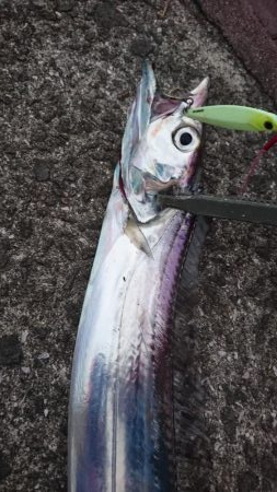 青物不発 タチウオぼちぼち