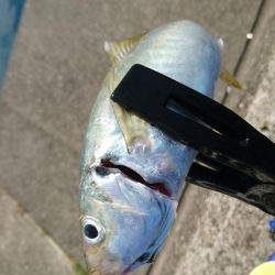 ショアジギング