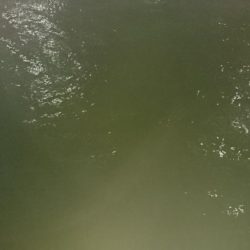 シーバス釣れない