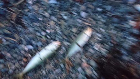 遅ればせながら