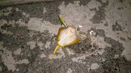 今日はいい日だ❗