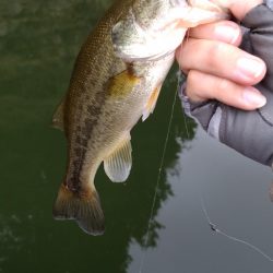 いまいちパッとせず…