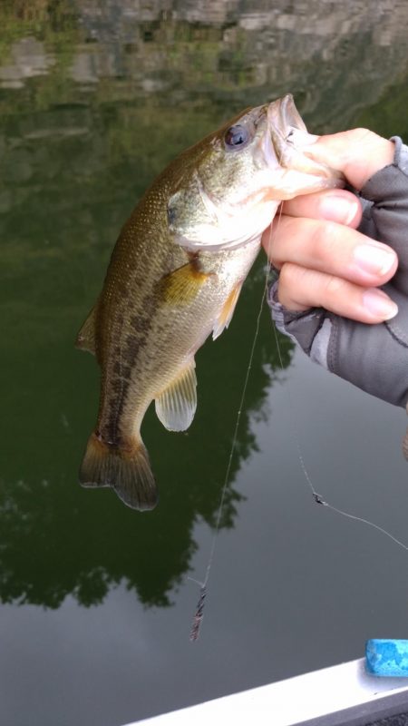 いまいちパッとせず…