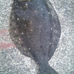 初の50センチ越え