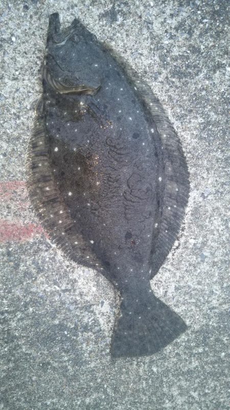 初の50センチ越え