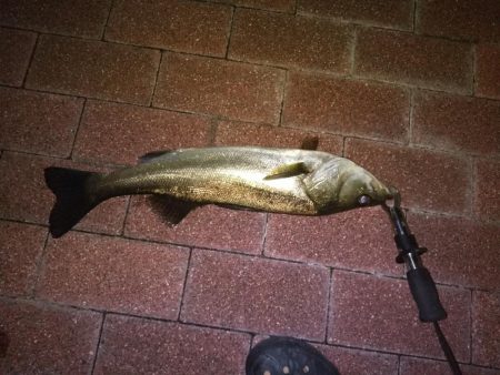 壁際でフッコサイズ