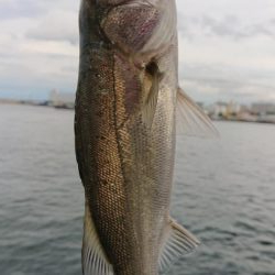 神戸サーべリングで苦戦〜牙狩り士