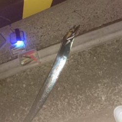 久しぶりに4Ｆ太刀魚ゲット