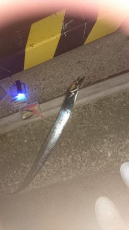 久しぶりに4Ｆ太刀魚ゲット