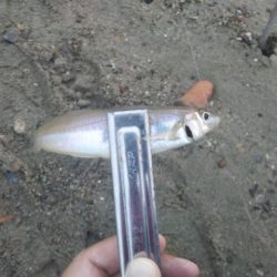 アタリはあるのに・・・