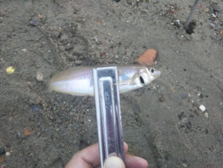 アタリはあるのに・・・