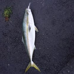 堤防からまさかのブリ!