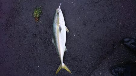 堤防からまさかのブリ!