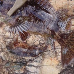 サンバソウ釣り