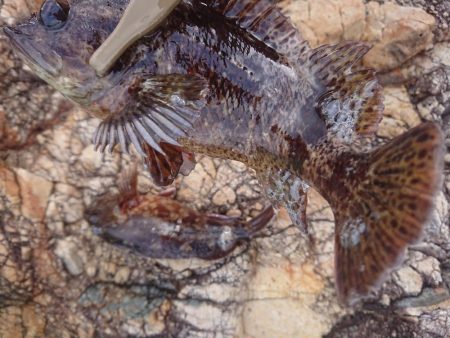 サンバソウ釣り