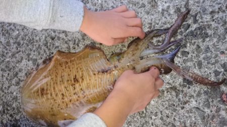 アオリ、アジ、タッチー