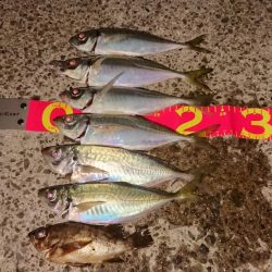 粘り勝ち‥アジ、タチウオ