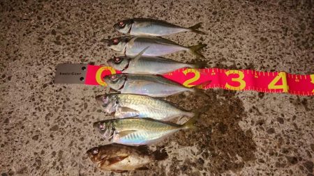 粘り勝ち‥アジ、タチウオ