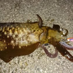 人生初のアオリイカ