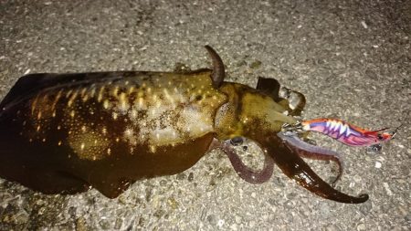 人生初のアオリイカ