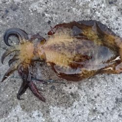 今週も頑張ってます。