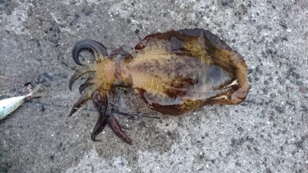 今週も頑張ってます。