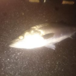 円山川シーバス