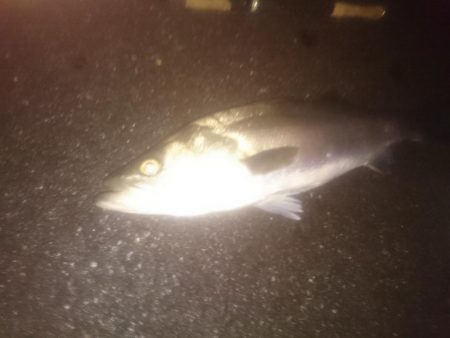 円山川シーバス