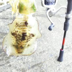 初心者セット7980