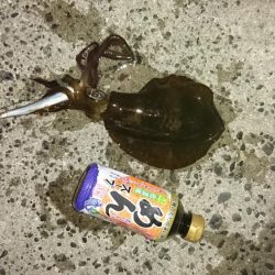 台風後の様子見て来ました。