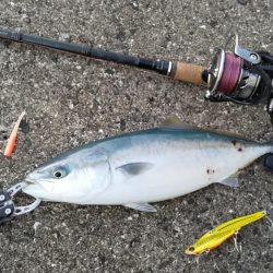 餌付けされてルアーを食わない