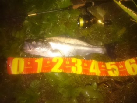 円山川シーバス