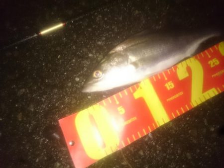 円山川チーバス