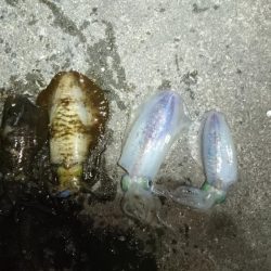 少しずつサイズアップ