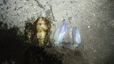 少しずつサイズアップ