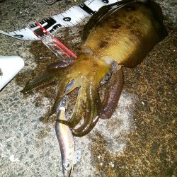 ロングテンションフォール