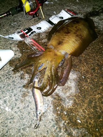 ロングテンションフォール