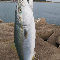 香川遠征でハマチ大フィーバー！！