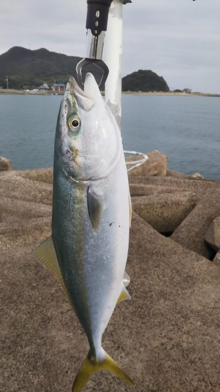 香川遠征でハマチ大フィーバー！！