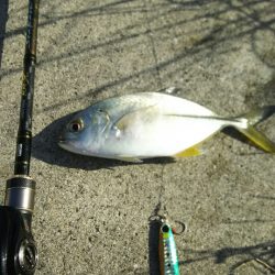【苅田港】秋のシーバス調査