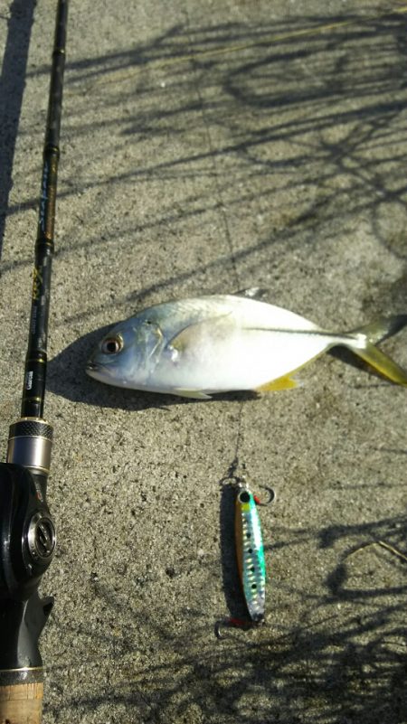【苅田港】秋のシーバス調査