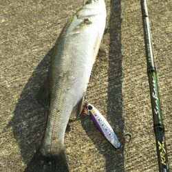 【苅田港】秋のシーバス調査～続き