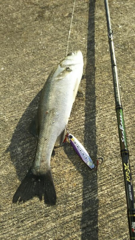 【苅田港】秋のシーバス調査～続き