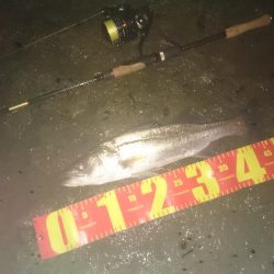 円山川チーバスチューバス