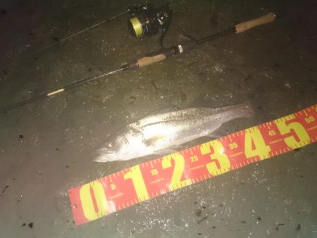 円山川チーバスチューバス