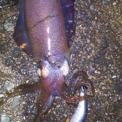 ヤエンとエギング