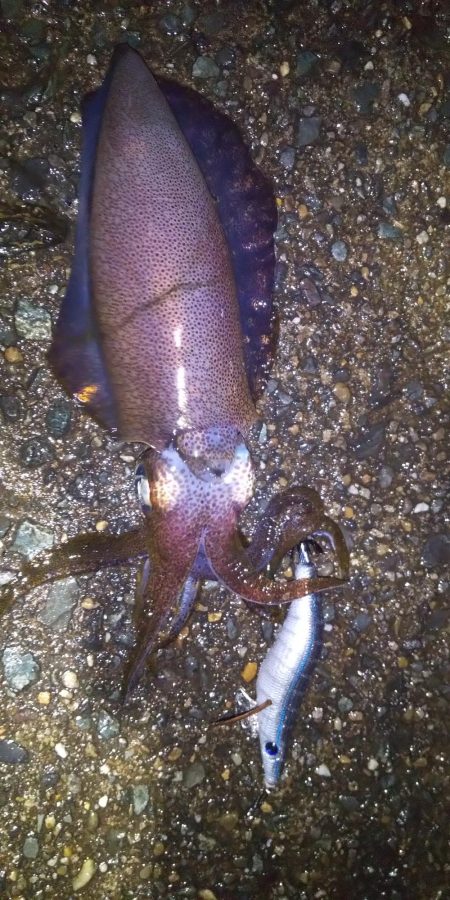 ヤエンとエギング